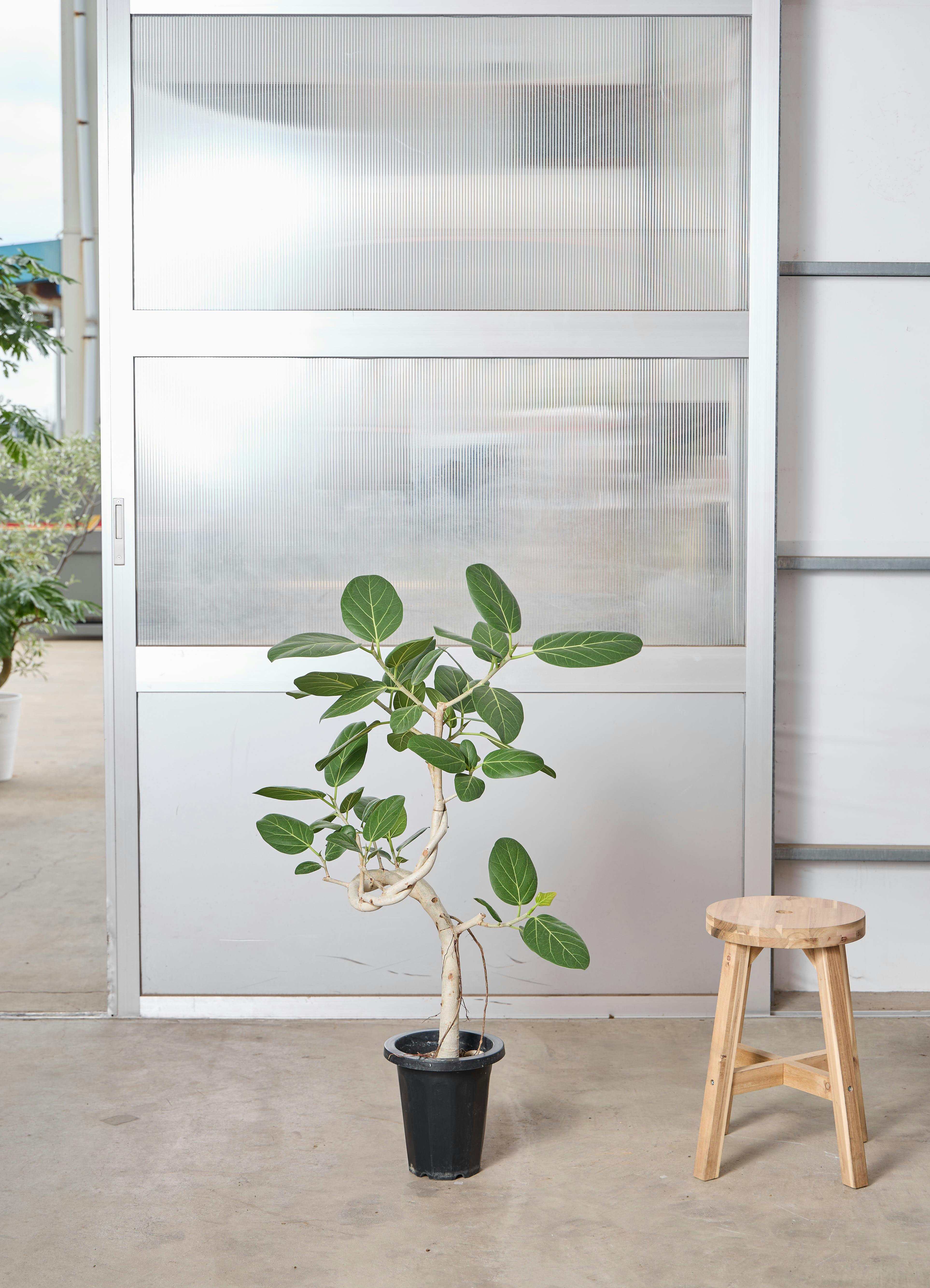 フィカス ベンガレンシス 7号 | 観葉植物 | 送料無料でお届け