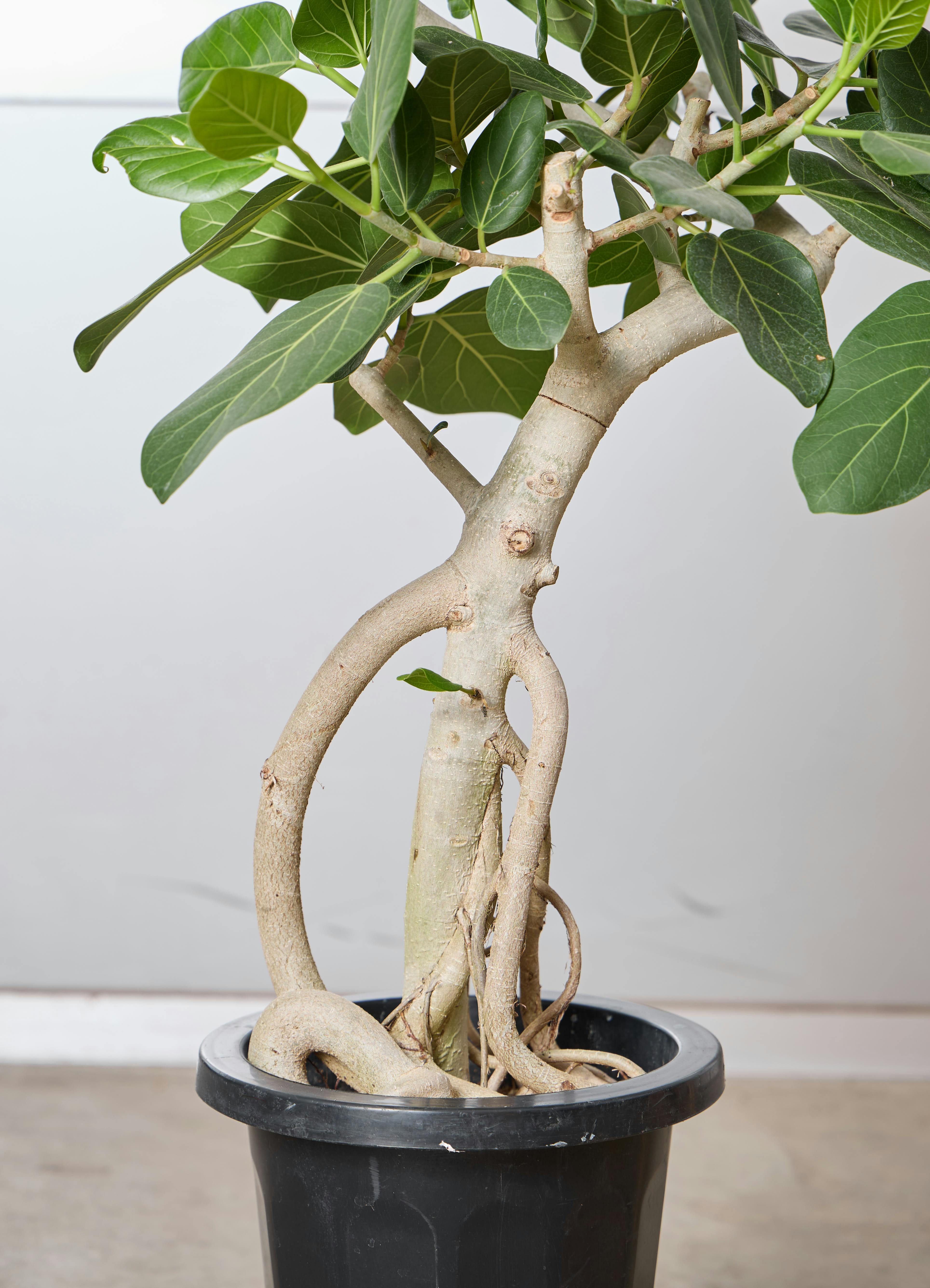 観葉植物 フィカス ベンガレンシス 【135cm】 8号 曲り #72386 | 観葉