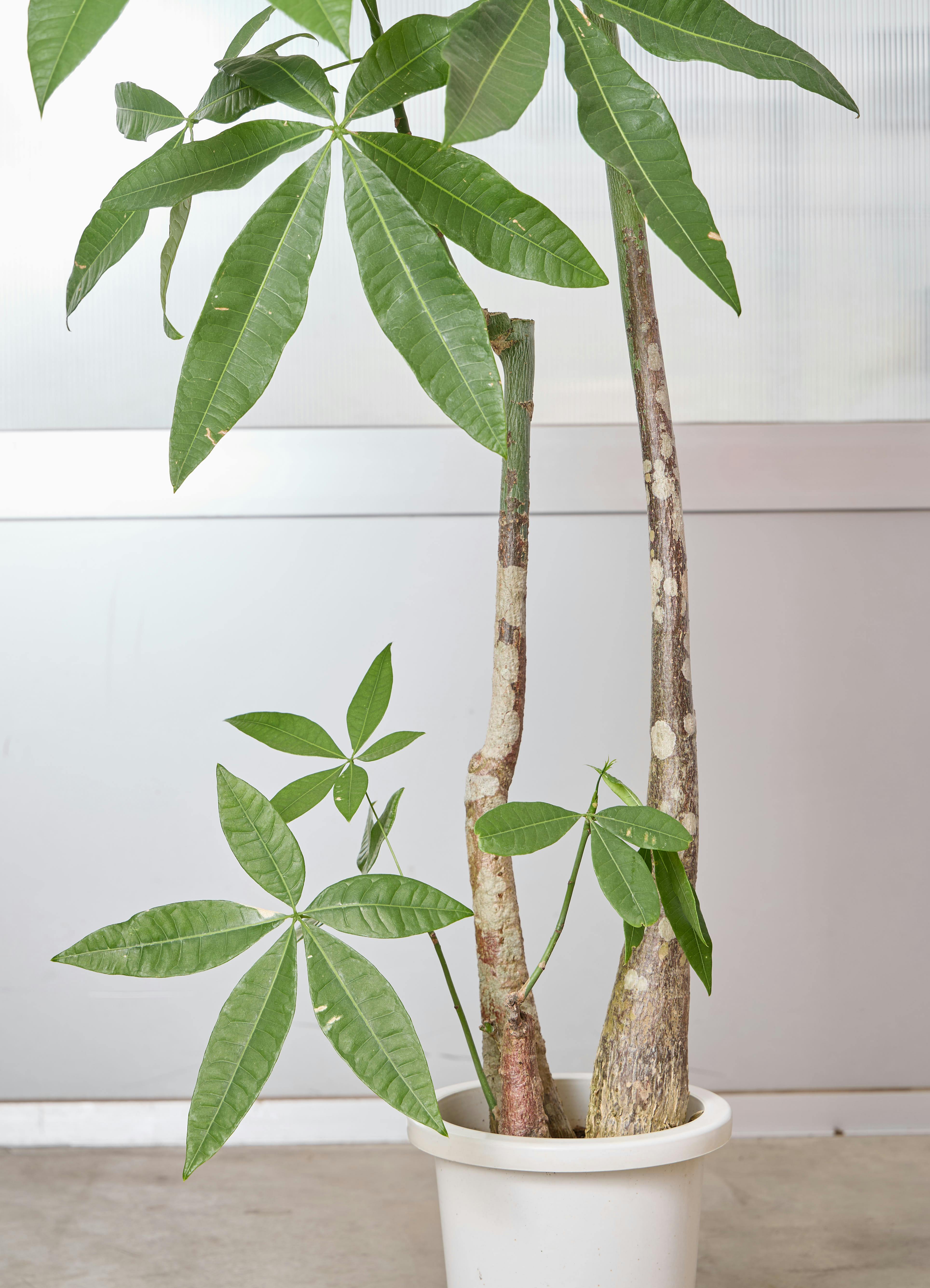 観葉植物 パキラ 【145cm】 8号 実生 #72389 ※1都3県配送限定商品