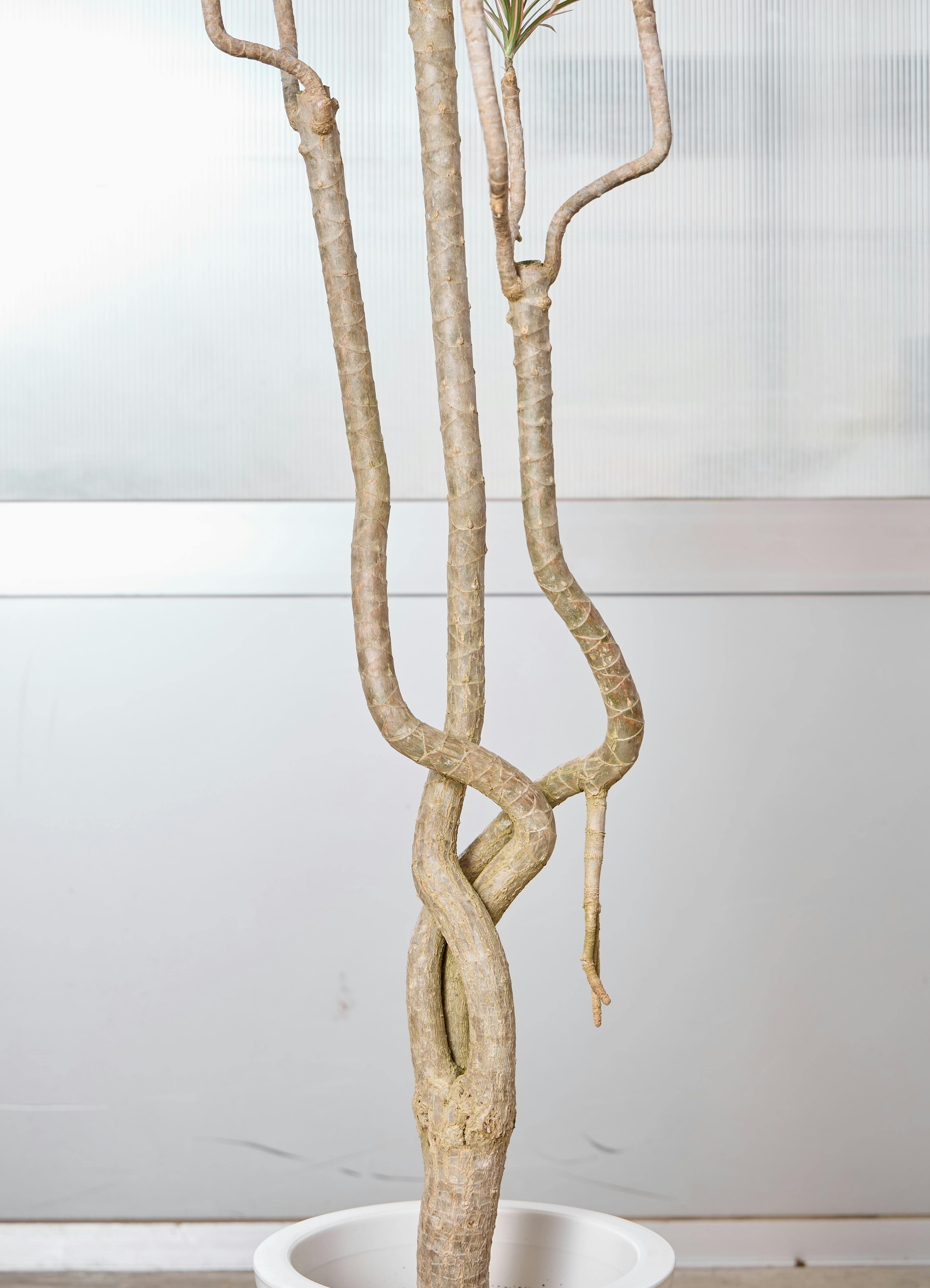 観葉植物 ドラセナ コンシンネ 【170cm】 9号 曲り（龍） トリカラー