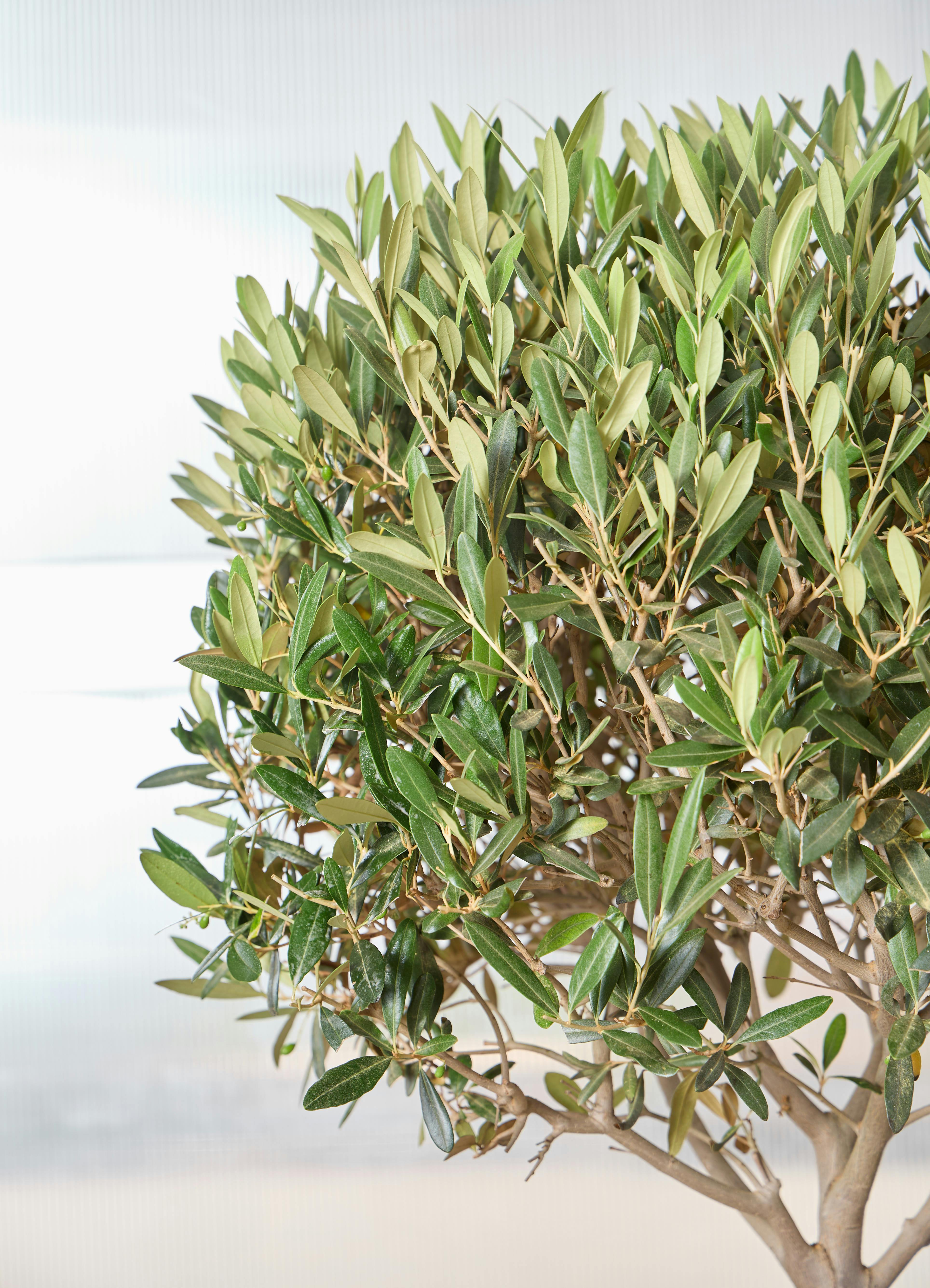 観葉植物 オリーブの木 【170cm】 10号 #72394 | 観葉植物ならHitoHana 