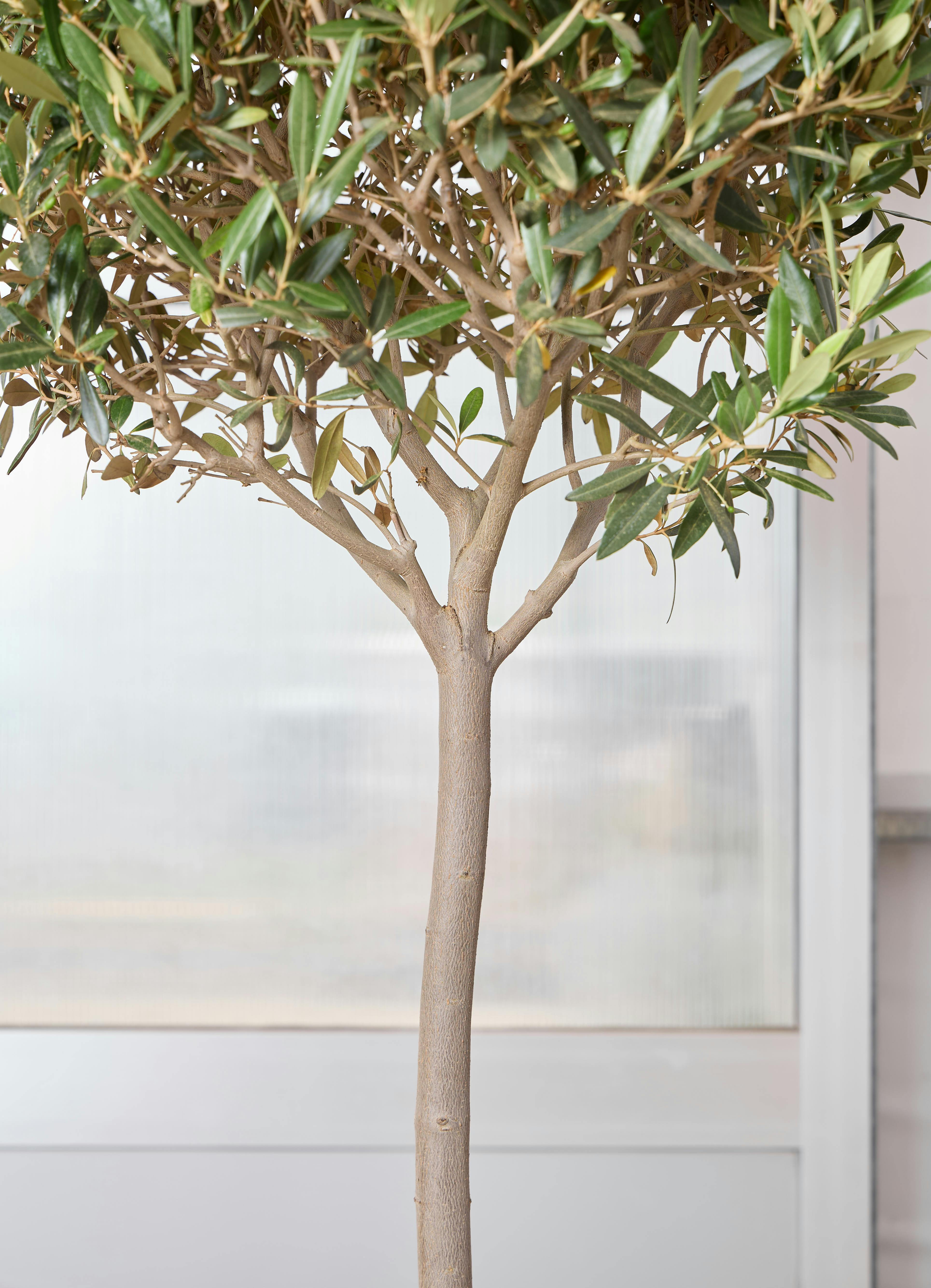 観葉植物 オリーブの木 【170cm】 10号 #72394 | 観葉植物ならHitoHana 