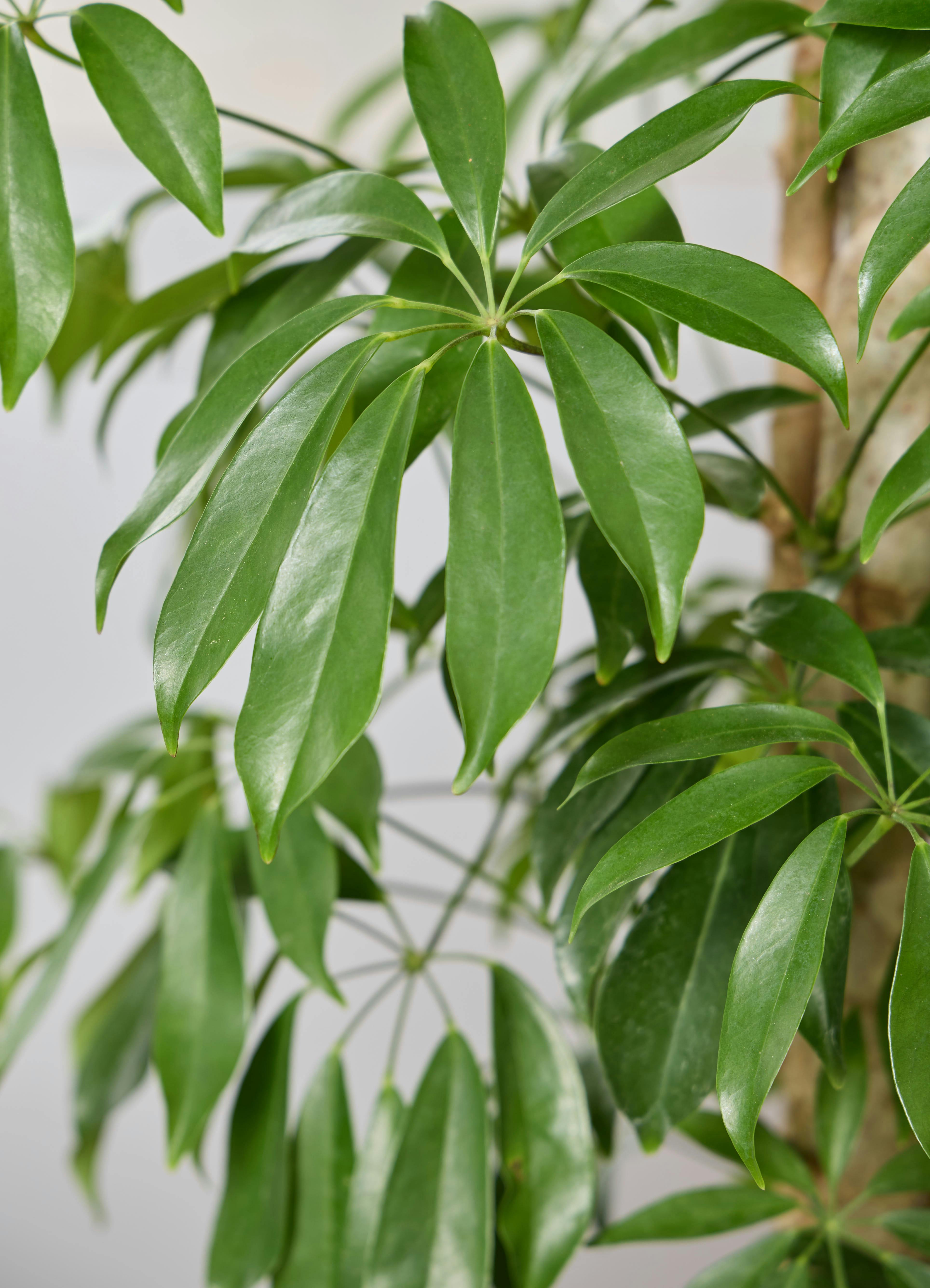 観葉植物 シェフレラ（カポック） 【190cm】 10号 寄せ #72391 ※1都3県