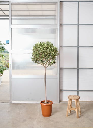 観葉植物 オリーブの木 8号 バロウニ Eco Stone (エコストーン) ヘキサ