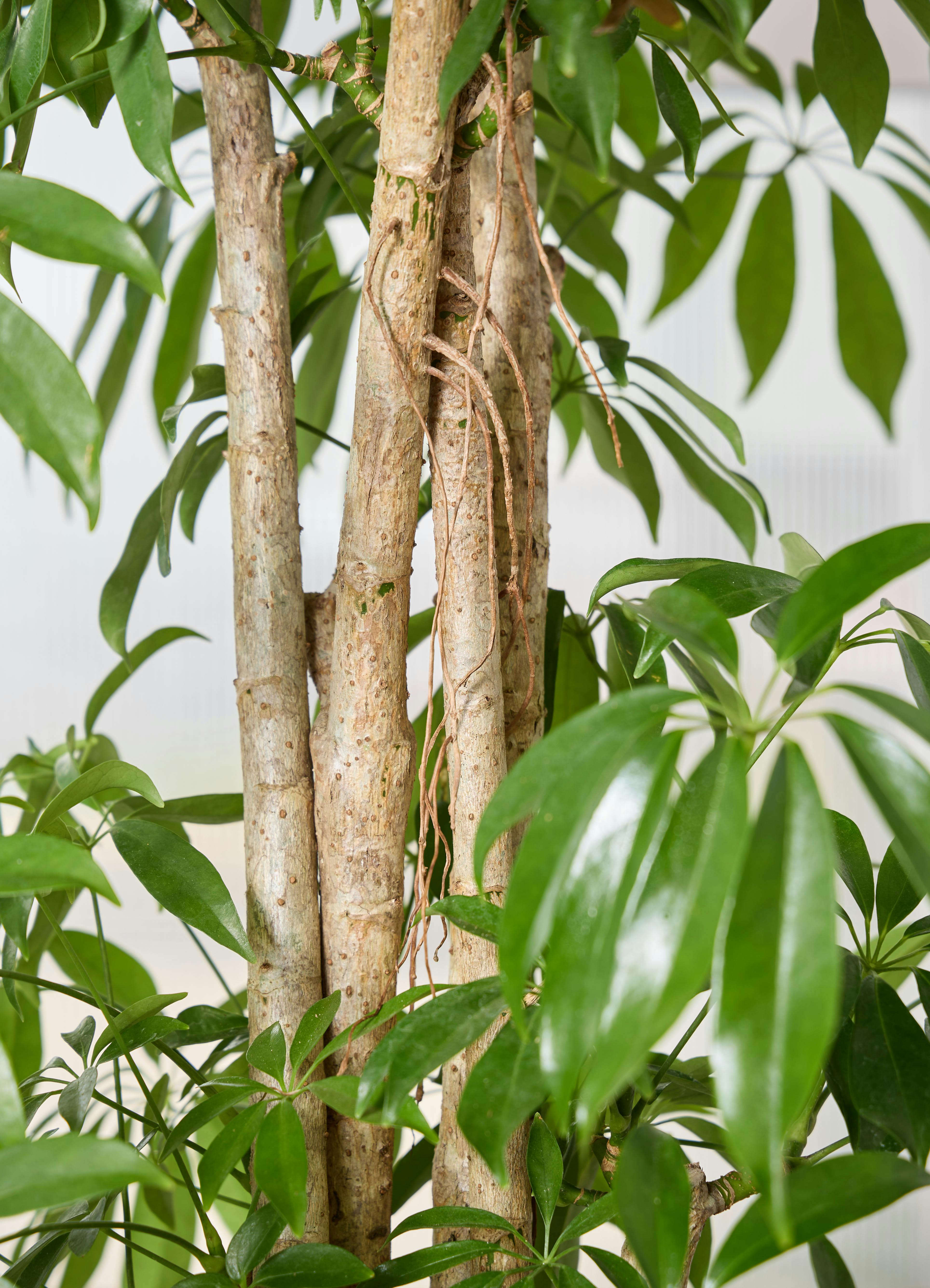 観葉植物 シェフレラ（カポック） 【190cm】 10号 寄せ #72391 ※1都3県