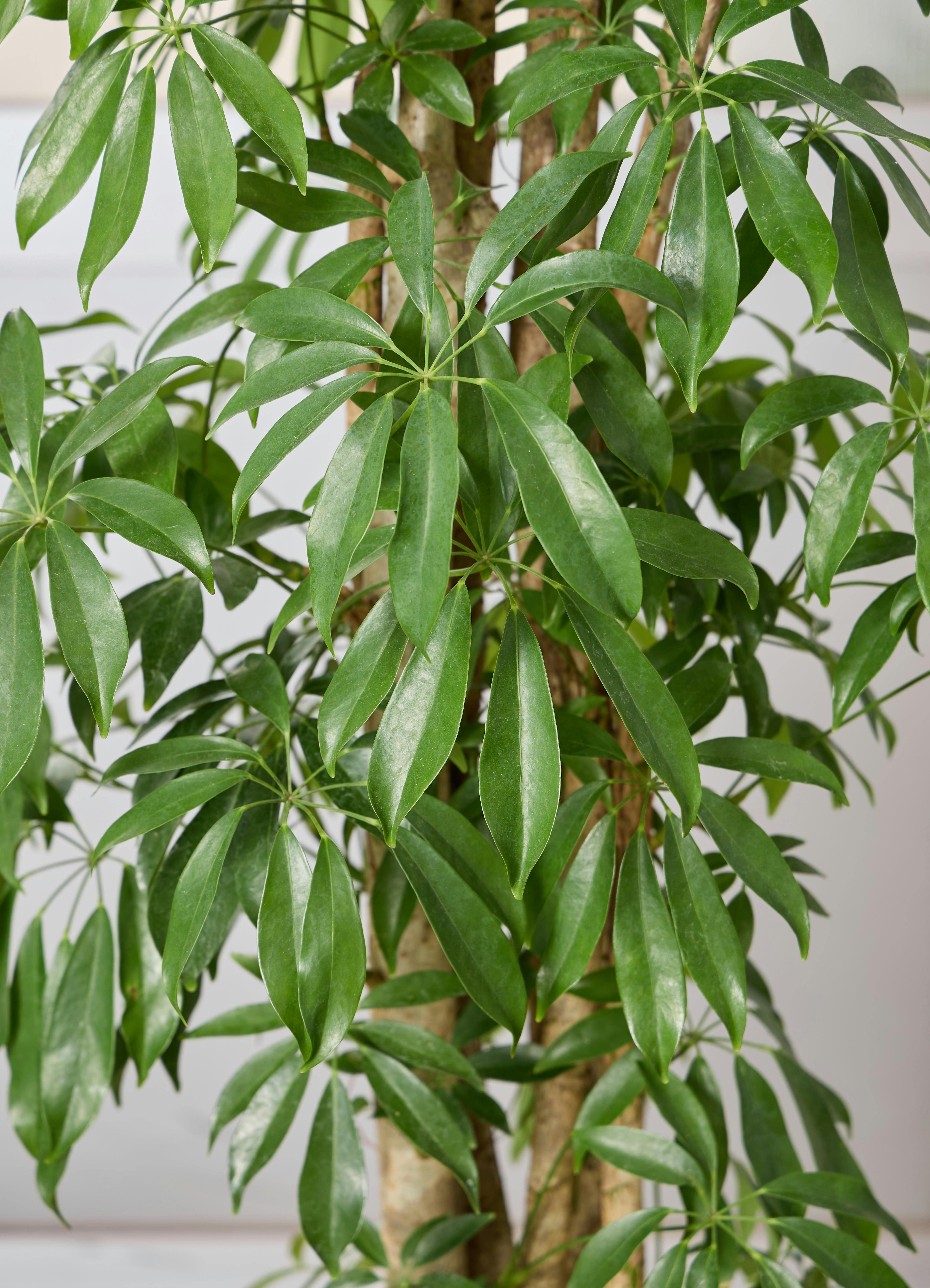 観葉植物 シェフレラ（カポック） 【190cm】 10号 寄せ #72391 ※1都3県