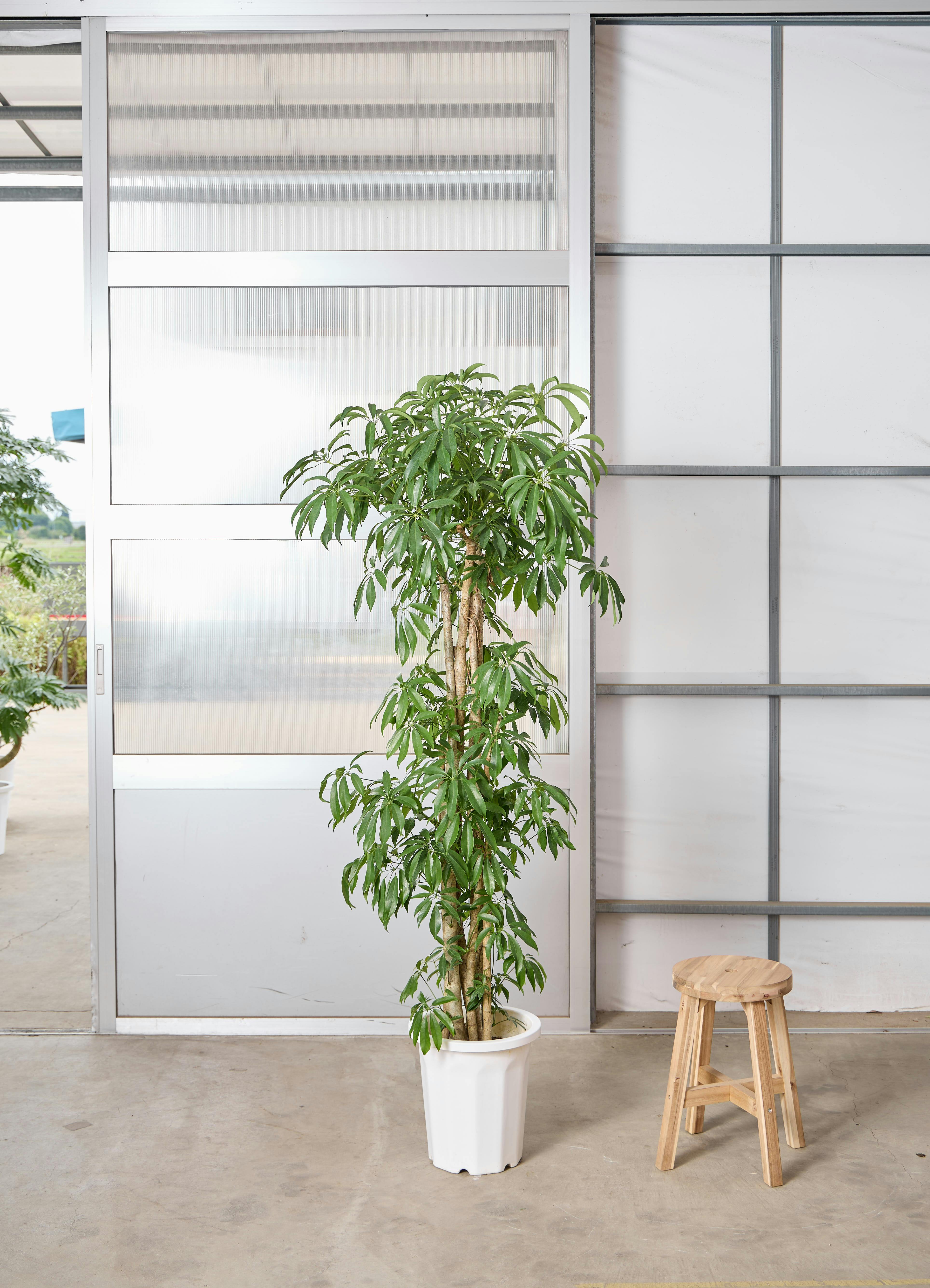 観葉植物 シェフレラ（カポック） 【190cm】 10号 寄せ #72391 ※1都3県