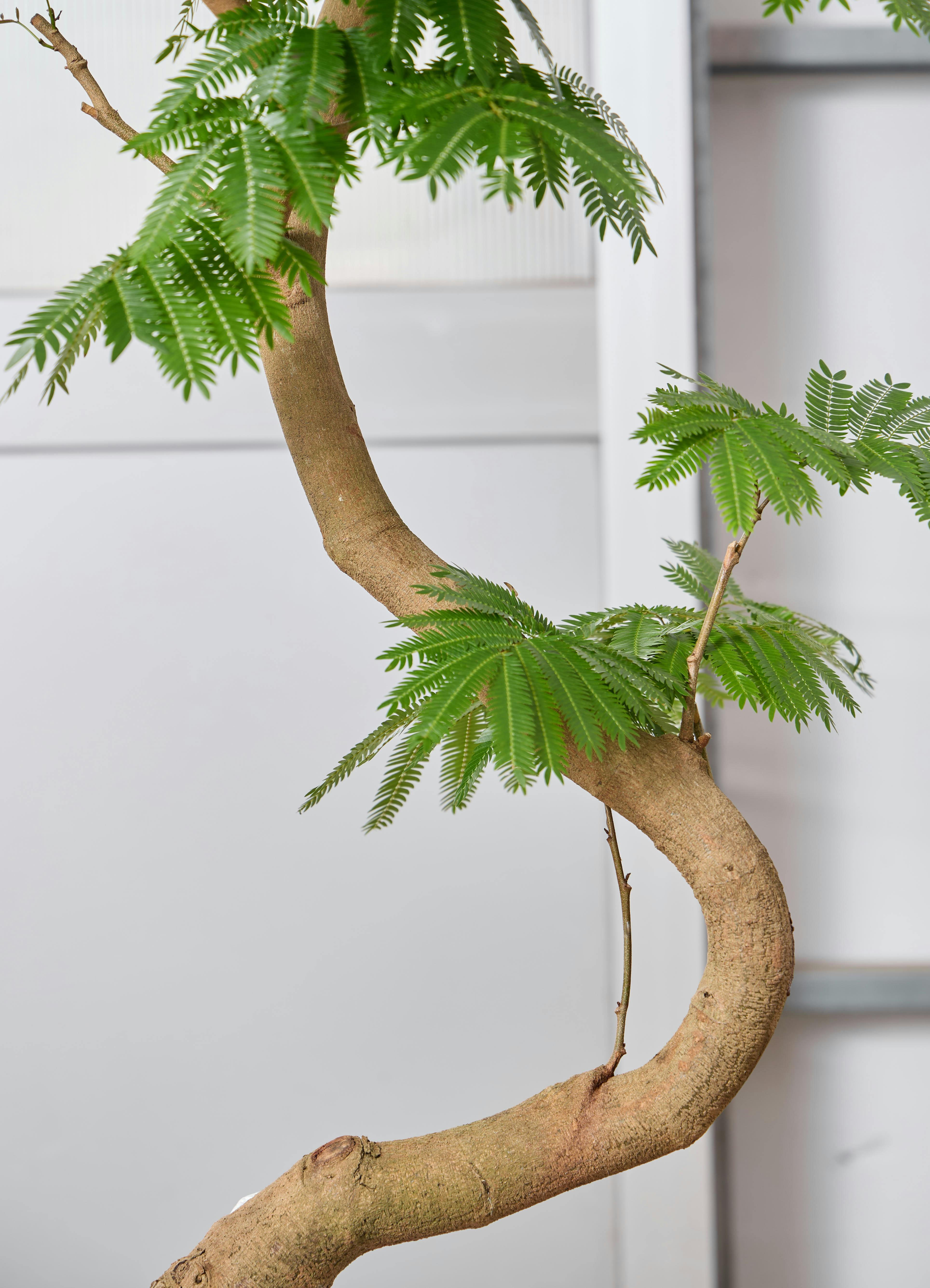 観葉植物 エバーフレッシュ 【220cm】 10号 曲り #72390 ※1都3県配送