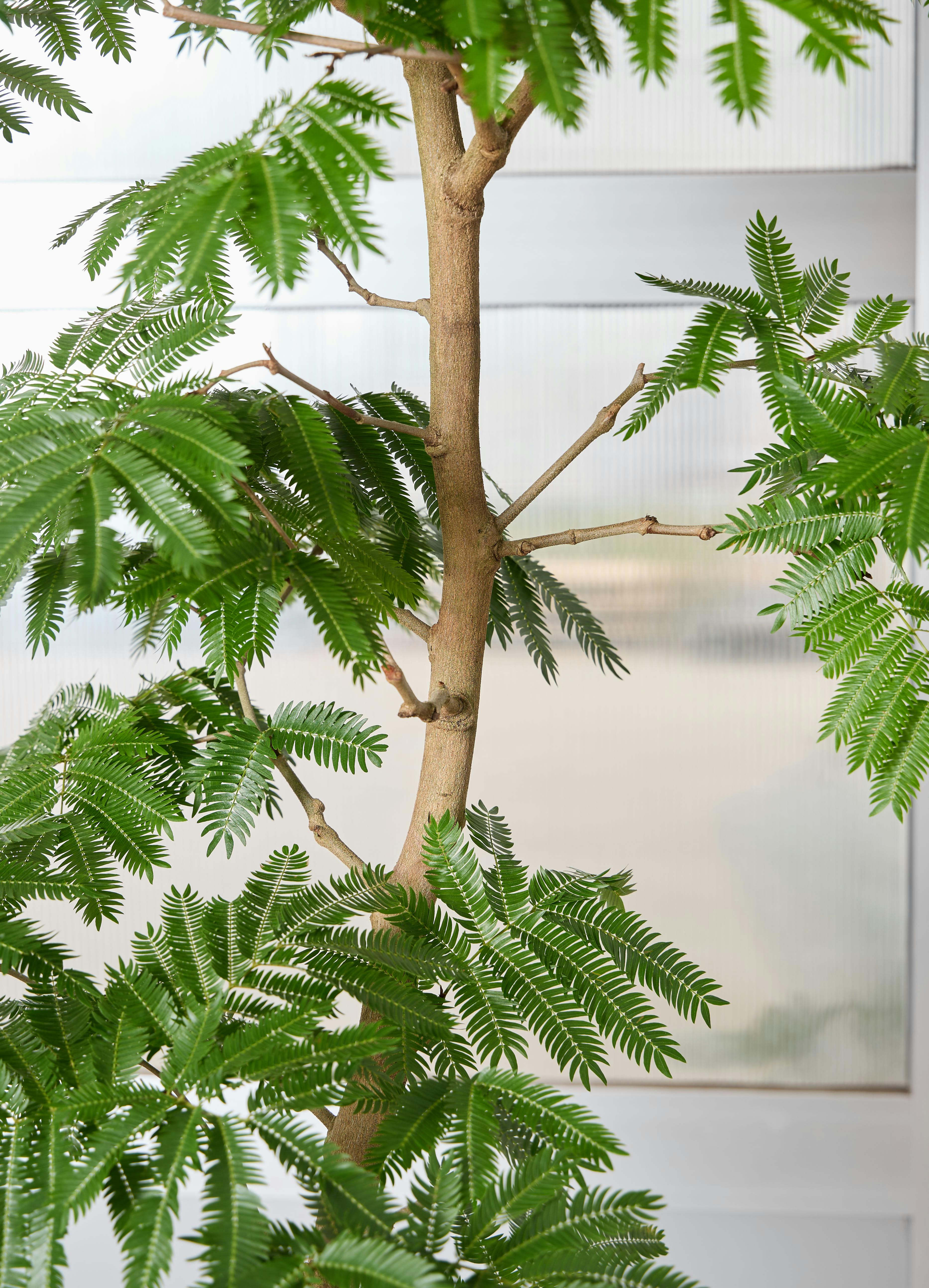 観葉植物 エバーフレッシュ 【220cm】 10号 曲り #72384 ※1都3県配送