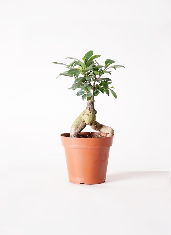観葉植物 ガジュマル 4号 股仕立て インナ 15 W とロクメイコーヒー 水