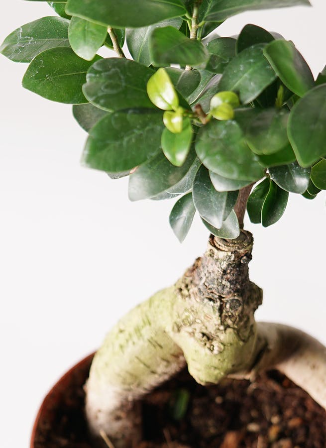 観葉植物 ガジュマル 4号 股仕立て インナ 15 W とロクメイコーヒー 水