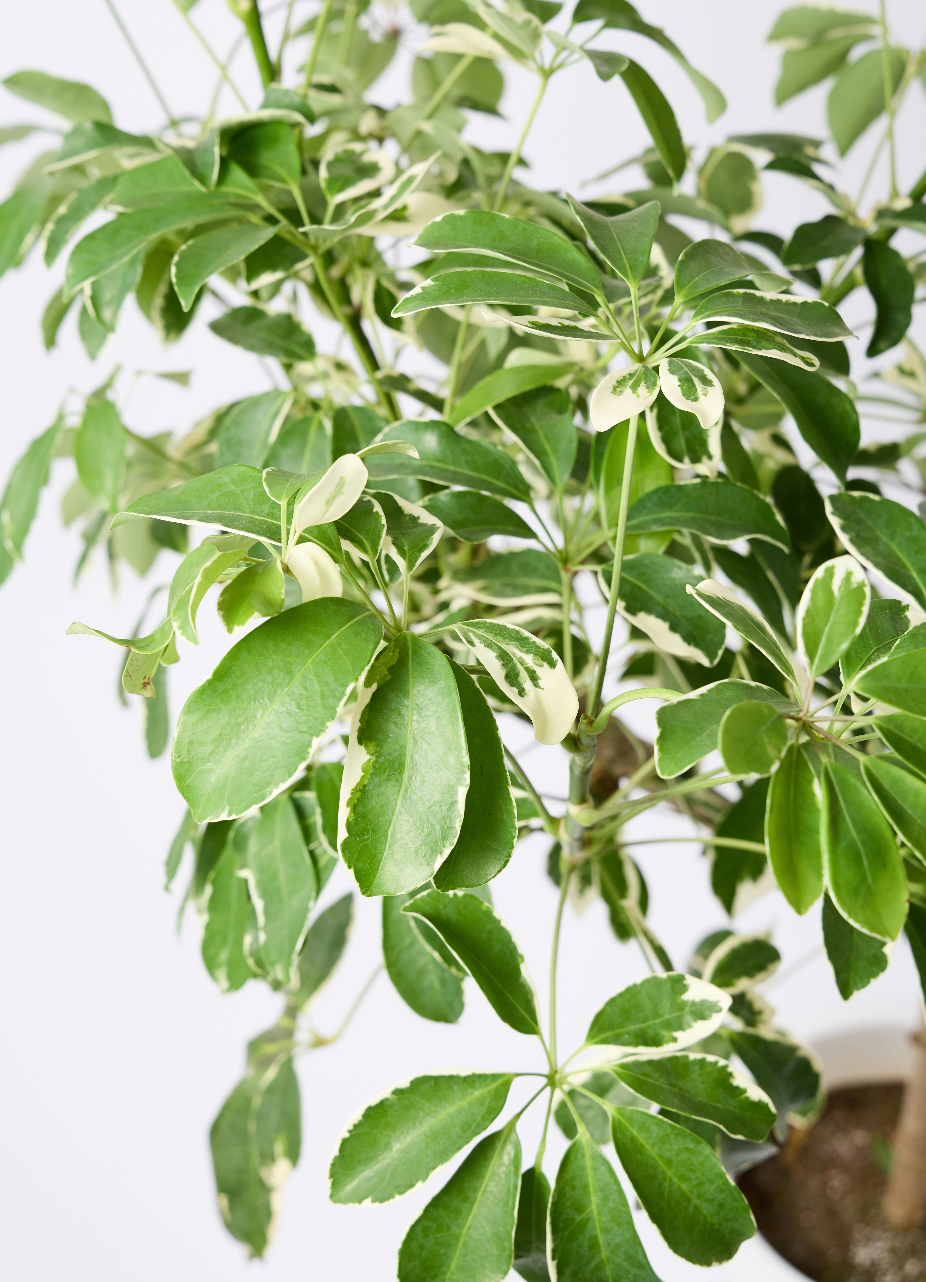 観葉植物 シェフレラ（カポック） 8号 斑入り 朴 プラスチック鉢