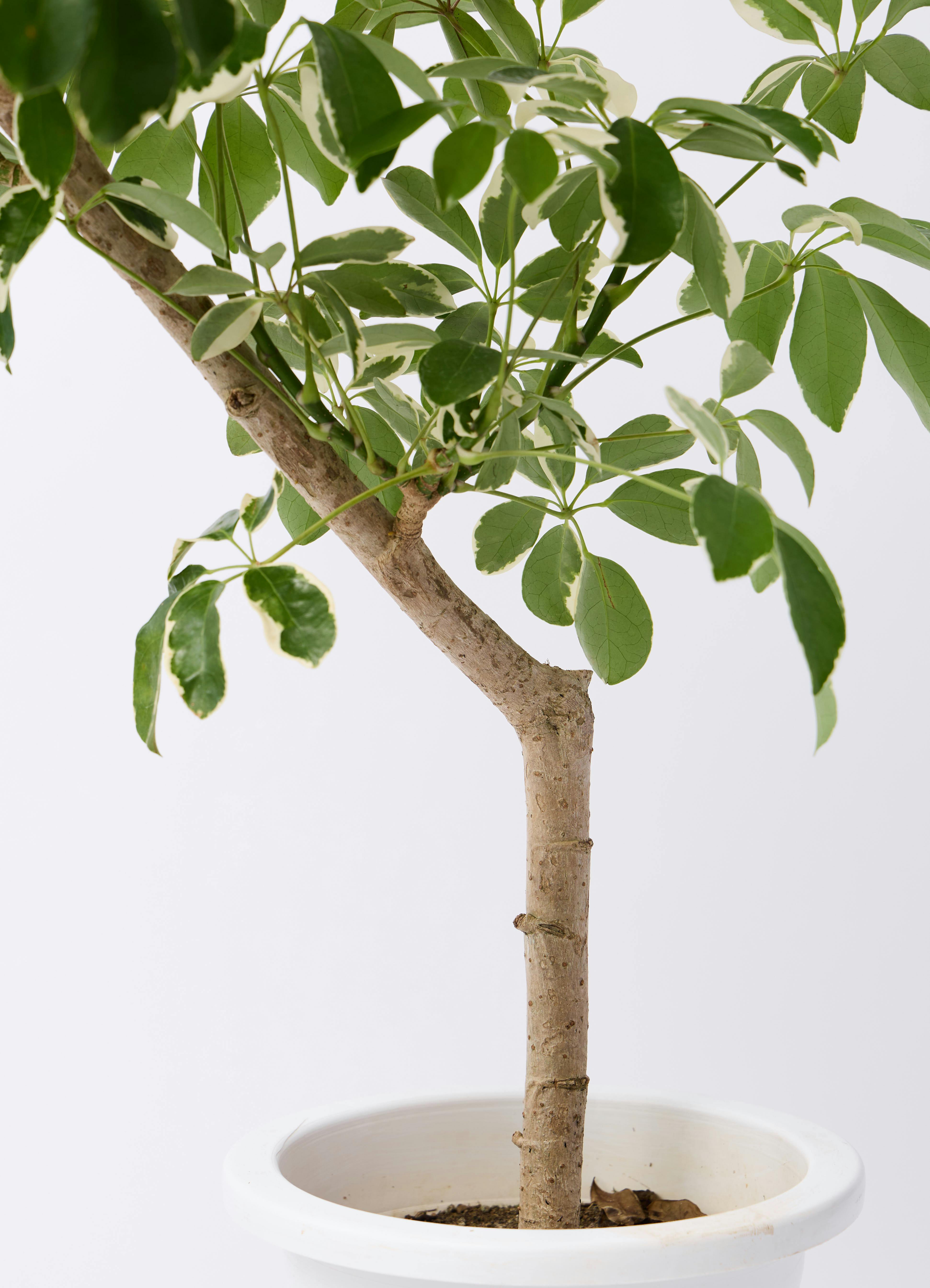 観葉植物 シェフレラ（カポック） 8号 斑入り 朴 プラスチック鉢