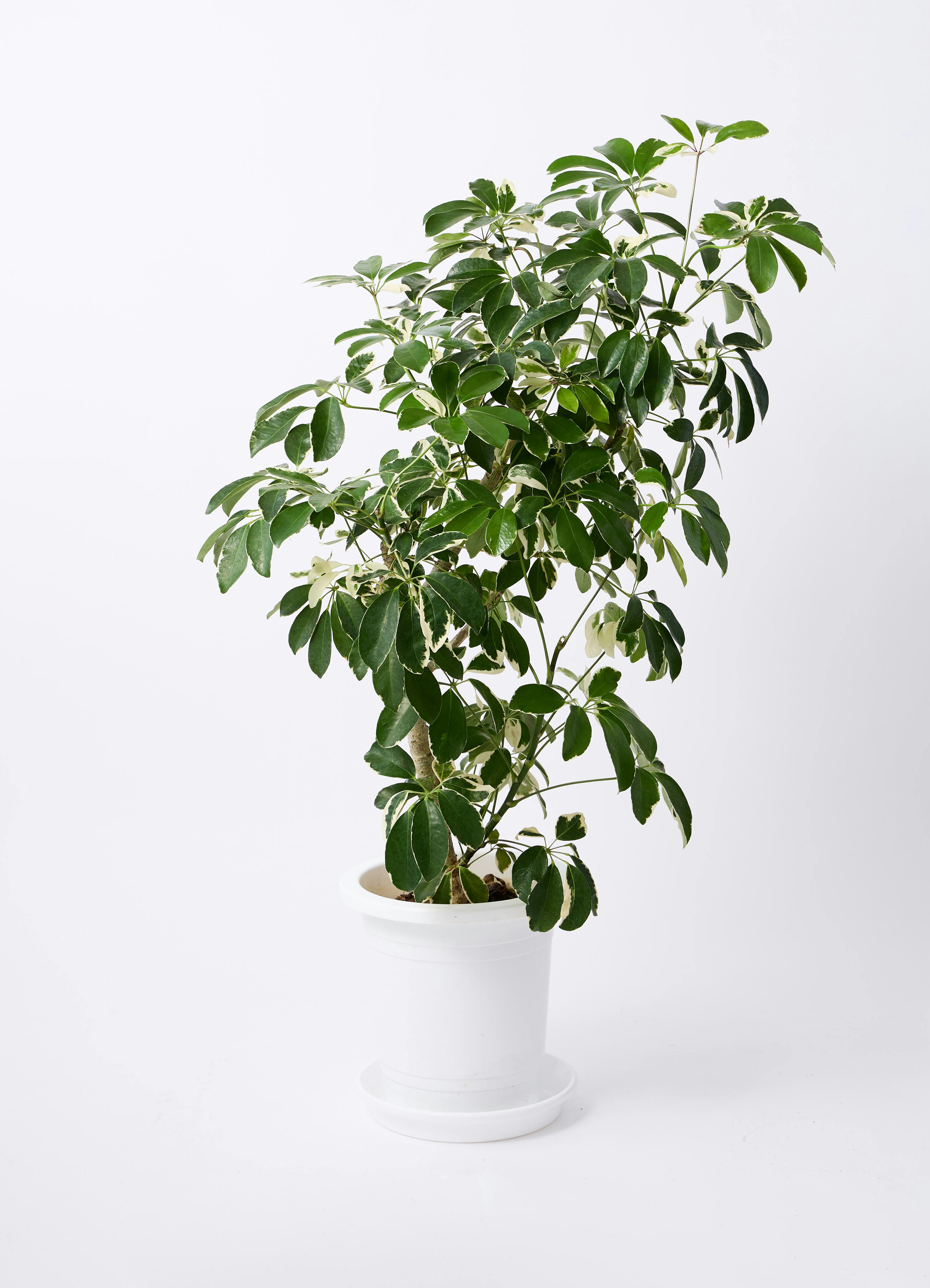 観葉植物 シェフレラ（カポック） 8号 斑入り 朴 プラスチック鉢
