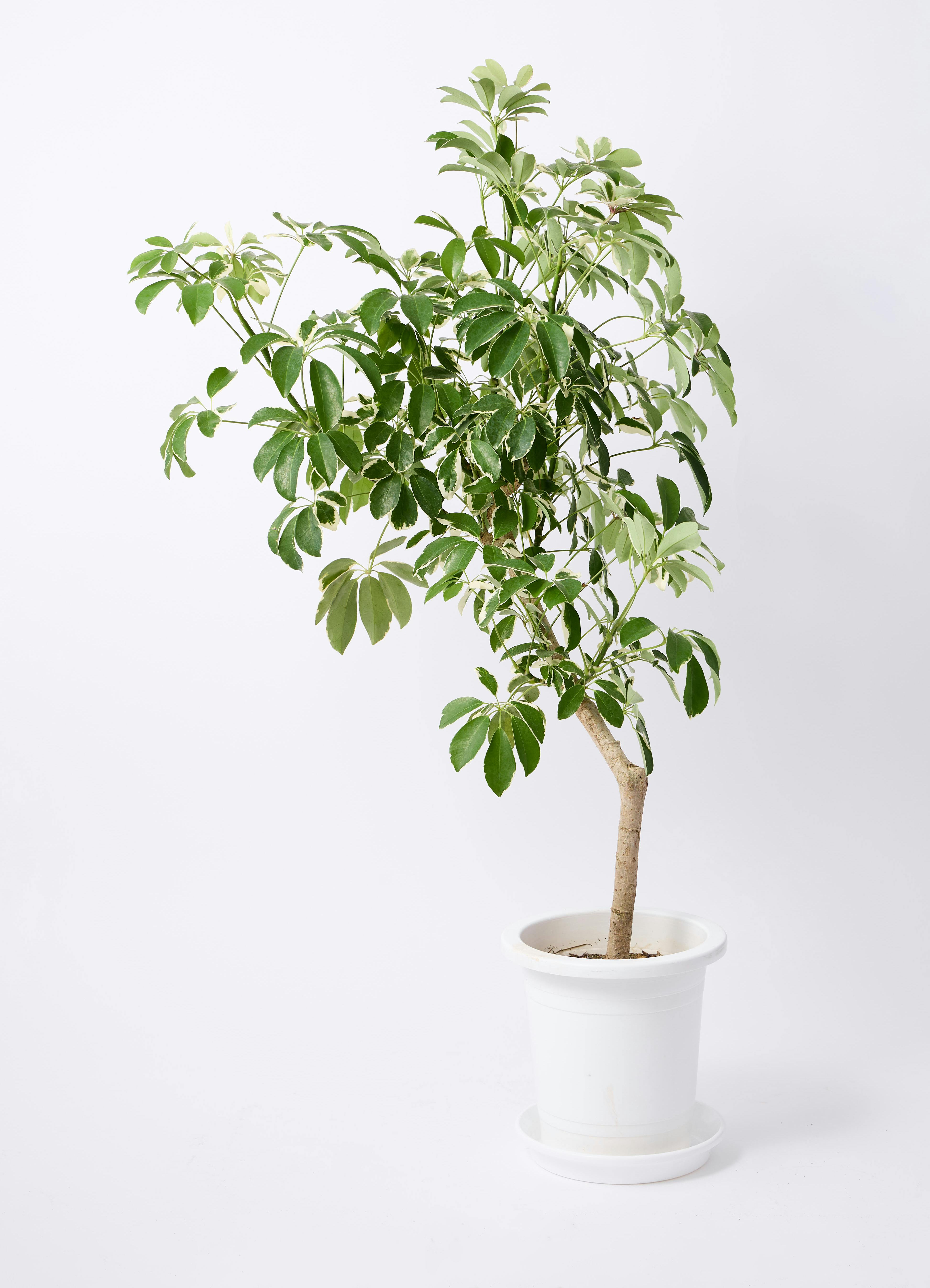 観葉植物 シェフレラ（カポック） 8号 斑入り 朴 プラスチック鉢 Eco