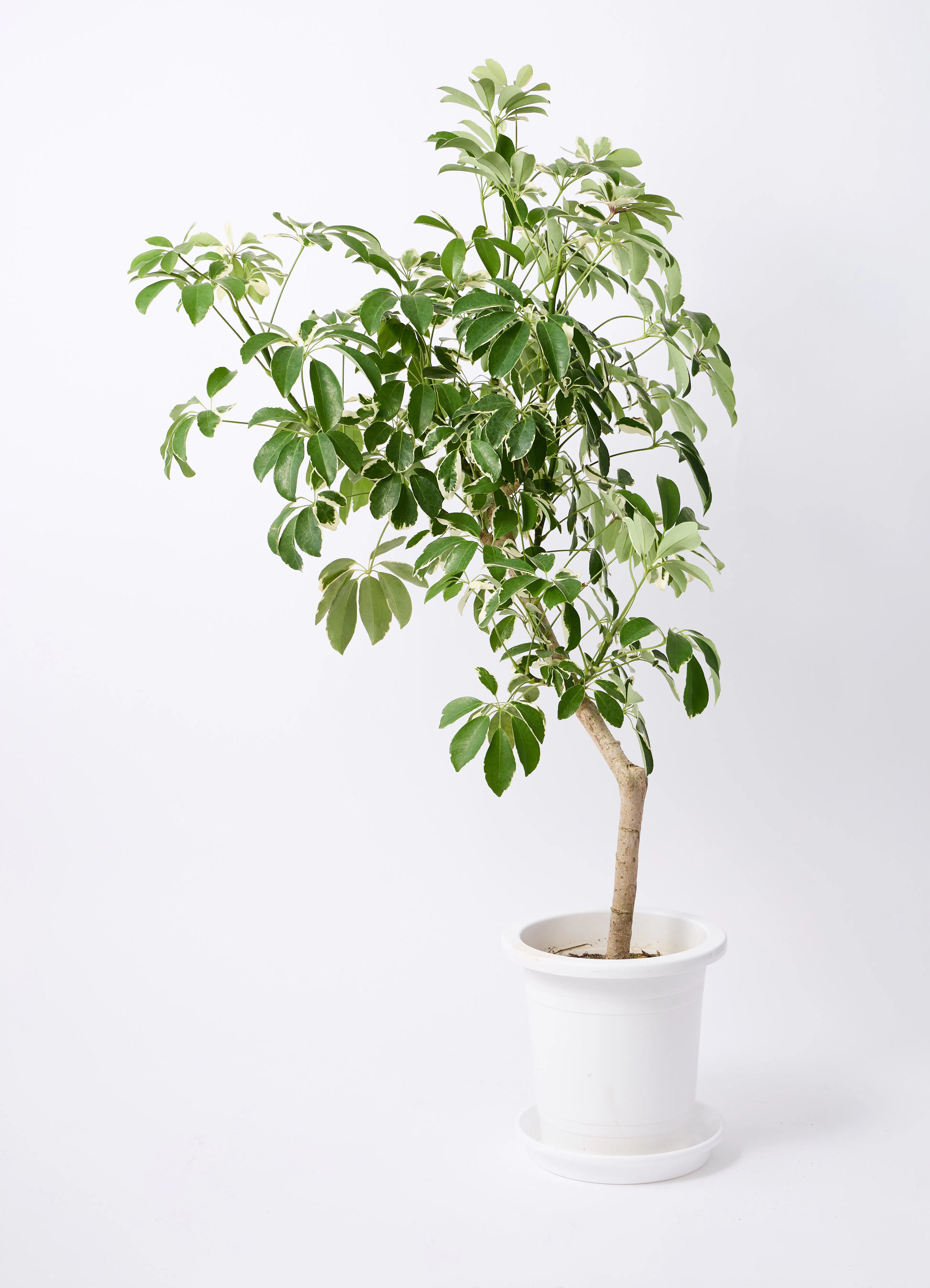 シェフレラ 大型 | 観葉植物通販HitoHana(ひとはな)