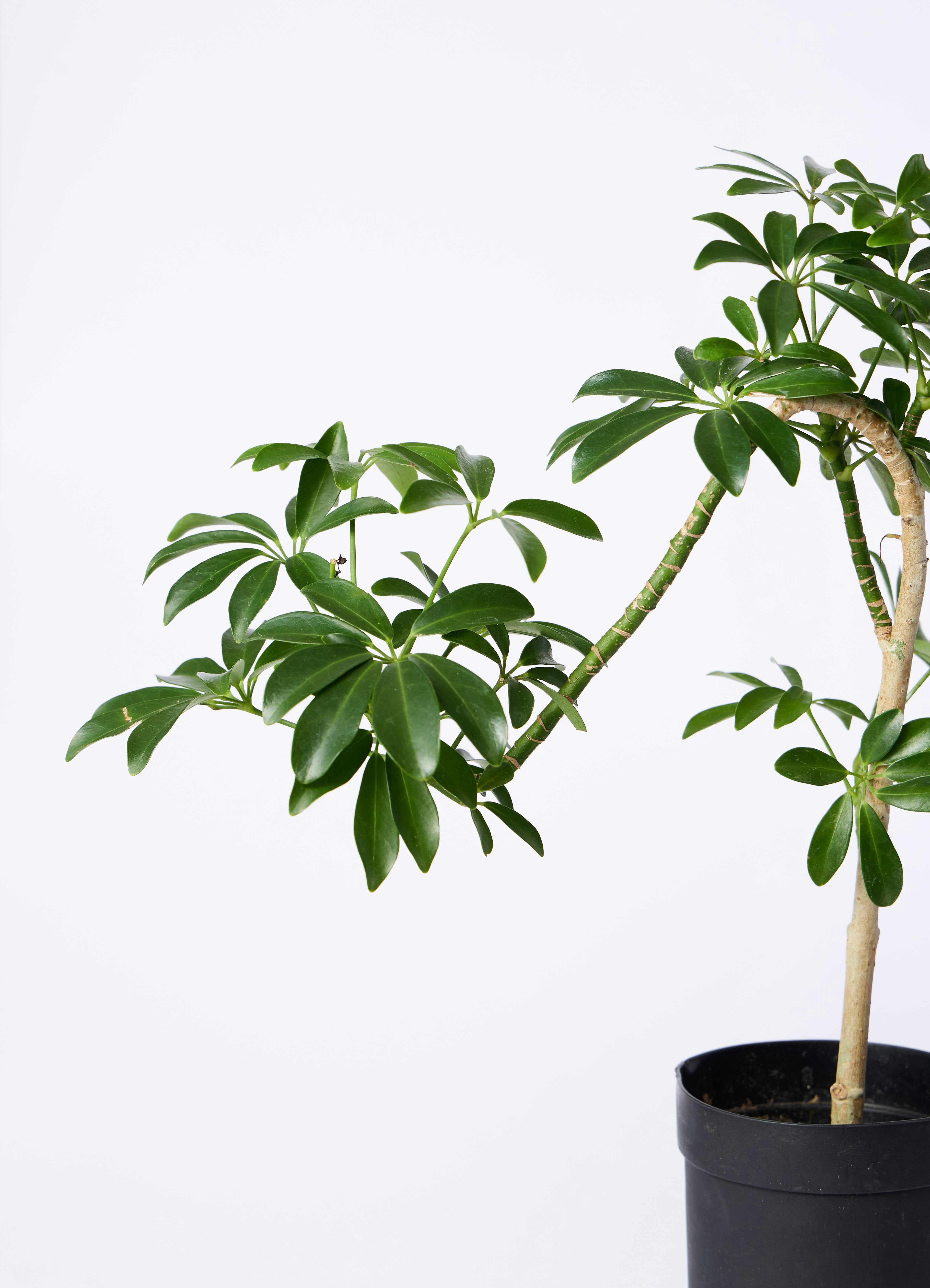 観葉植物 シェフレラ コンパクタ 3.5号 ロング 曲り プラスチック鉢