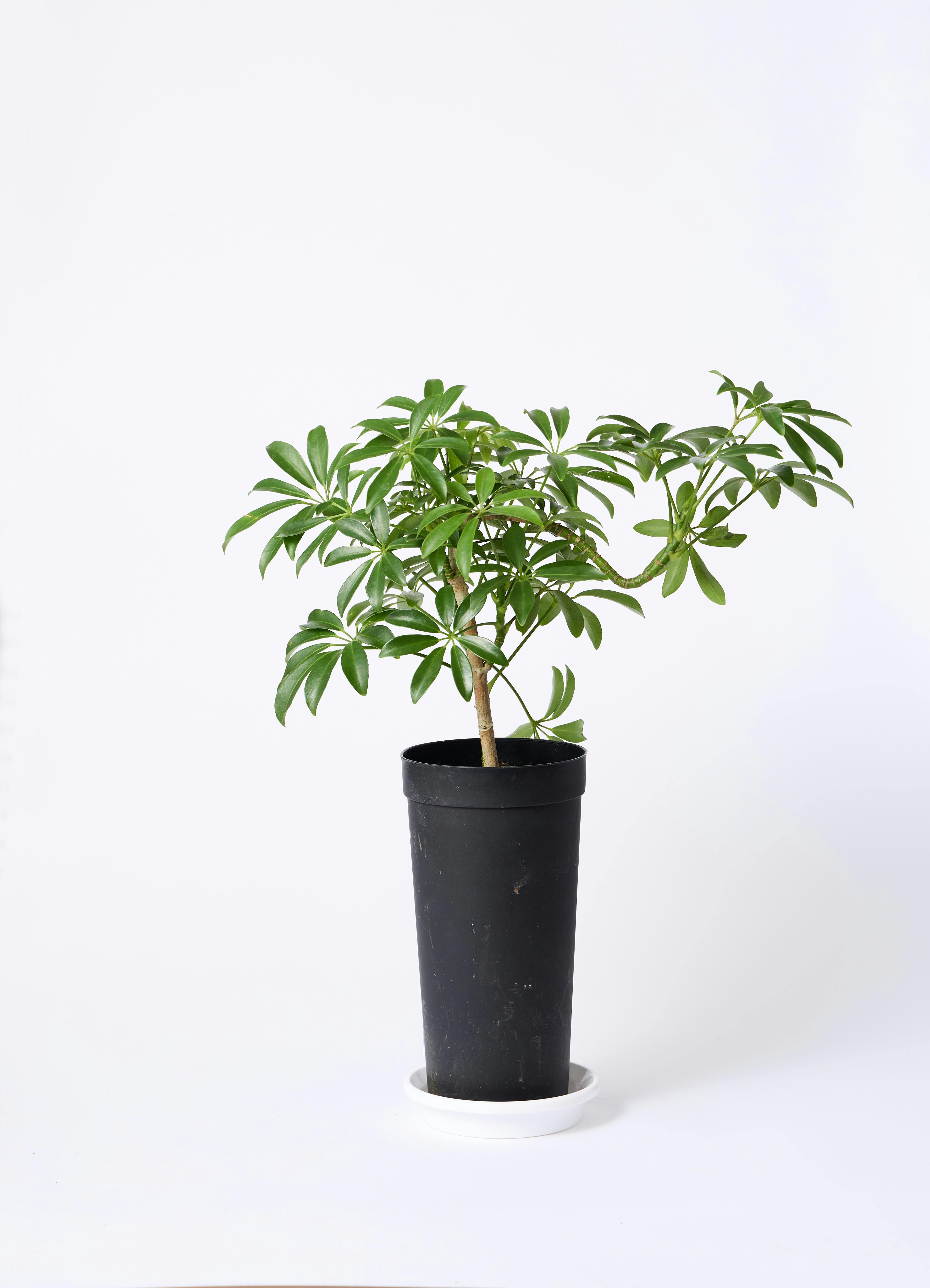 観葉植物 シェフレラ コンパクタ 3.5号 ロング 曲り プラスチック鉢