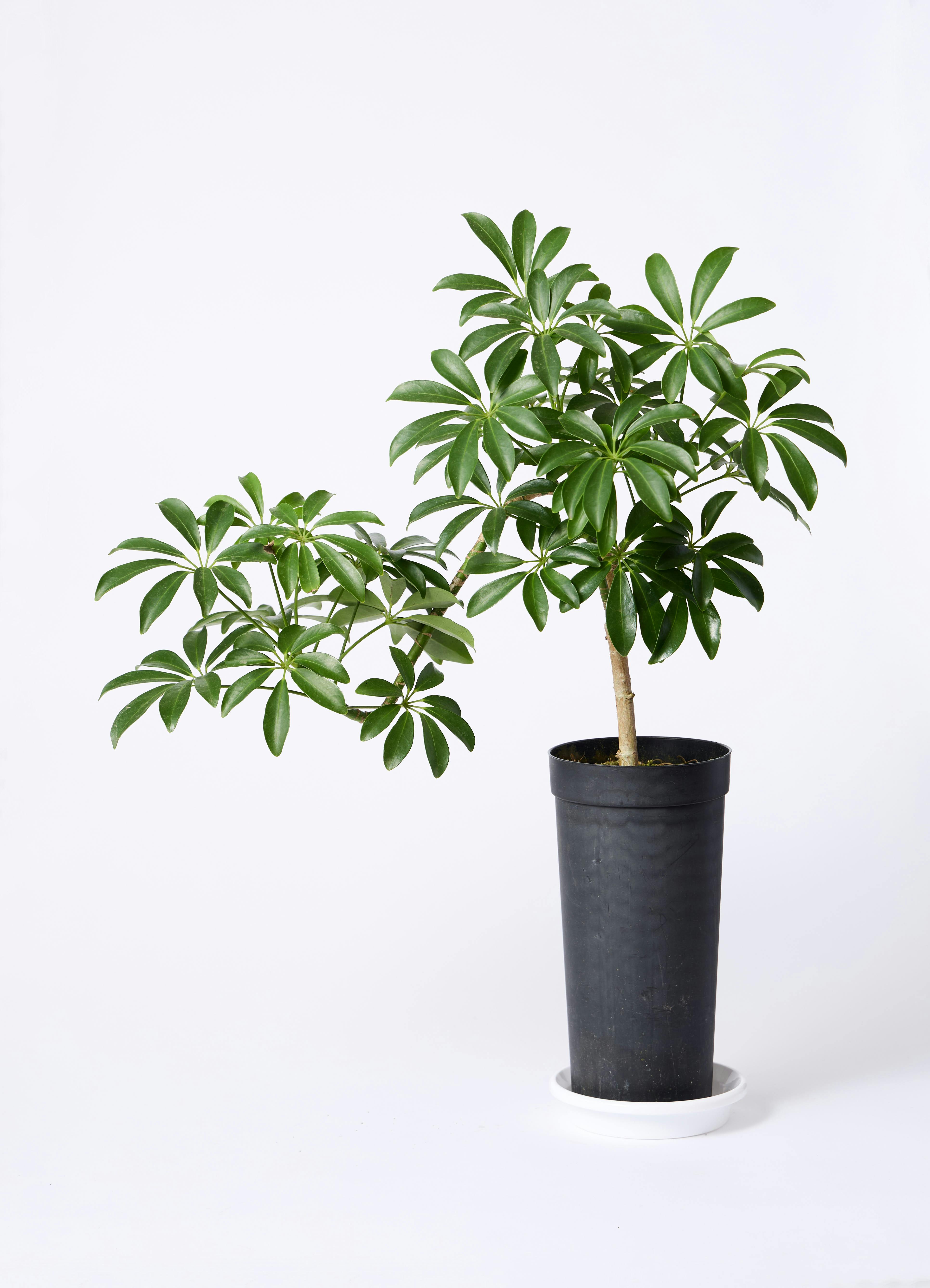 観葉植物 シェフレラ コンパクタ 3.5号 ロング 曲り プラスチック鉢