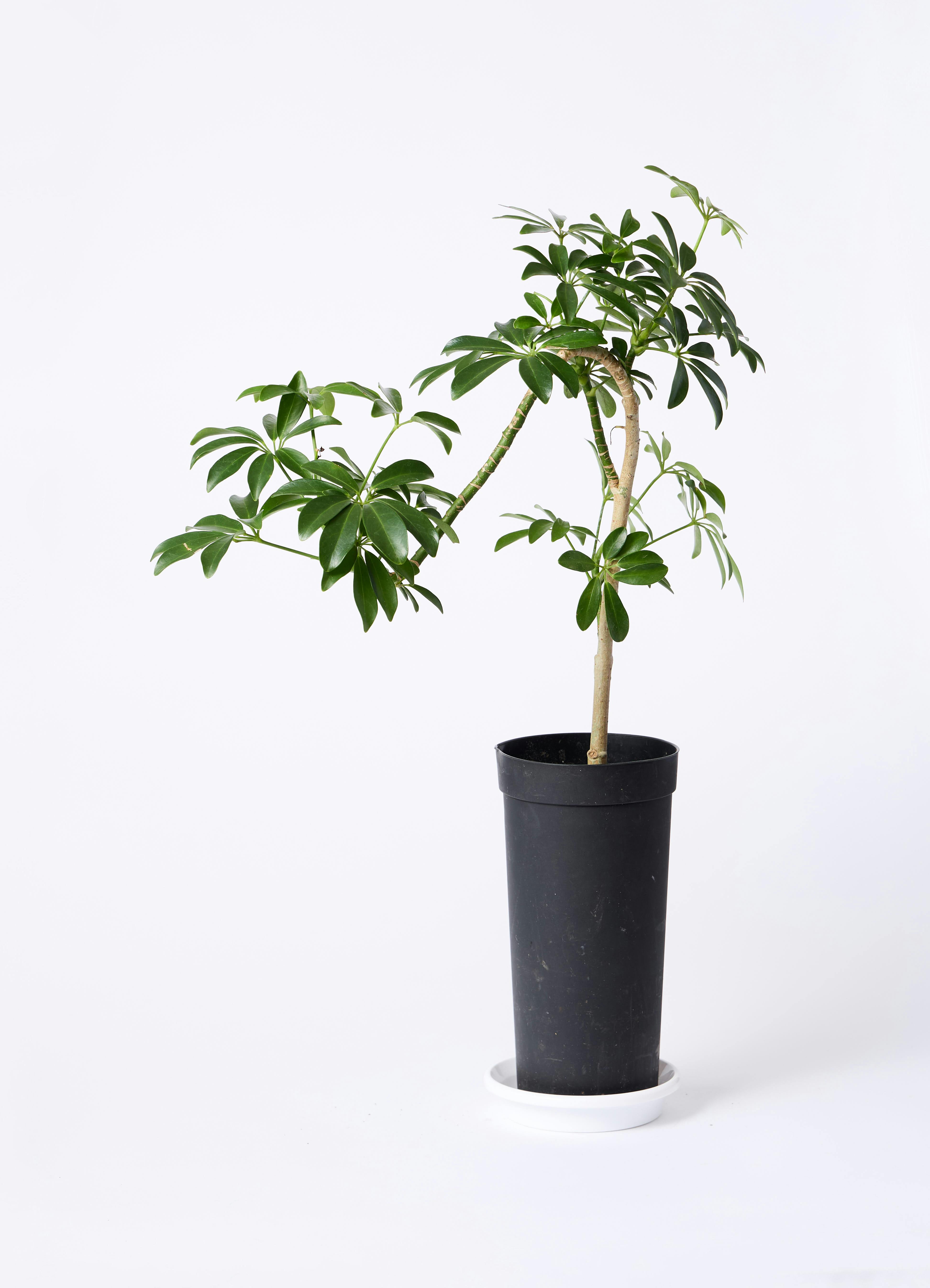 観葉植物 シェフレラ コンパクタ 3.5号 ロング 曲り プラスチック鉢