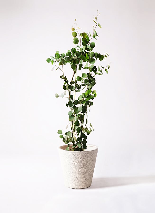 ユーカリ ポポラス（ポリアンセモス） | 観葉植物通販HitoHana