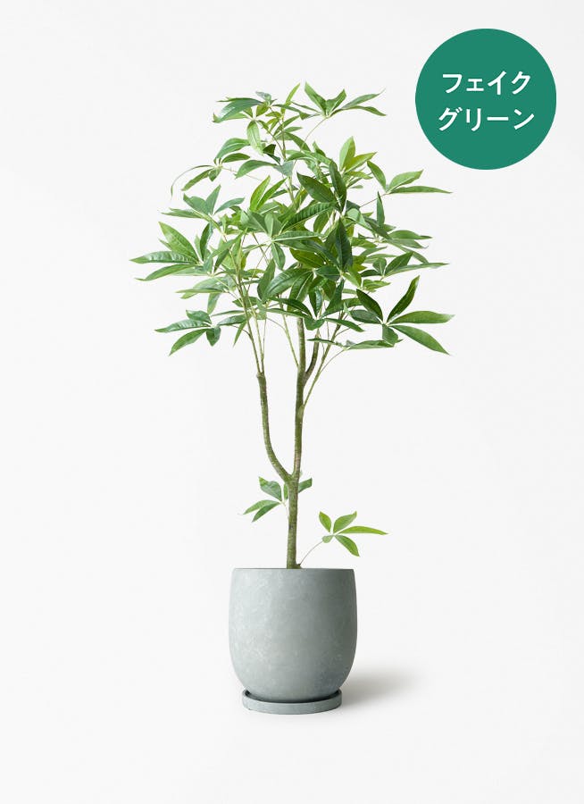 観葉植物 ユーカリ 7号 グニー アイルエッグ ライトブルー 付き | 観葉
