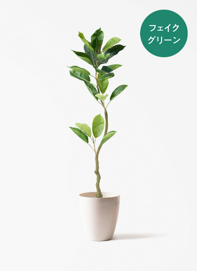 fake-ficus-21_0000.jpg