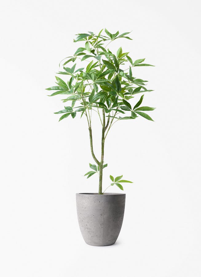 テラノバ サクラ＆グリーンティ EDC120ml 稀少 入手困難Hawaii 観葉植物【フェイクグリーン】パキラ 120cm コーテス ラウンド グレー