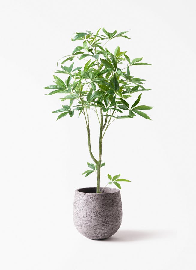 観葉植物【フェイクグリーン】パキラ 120cm Eco Stone (エコストーン