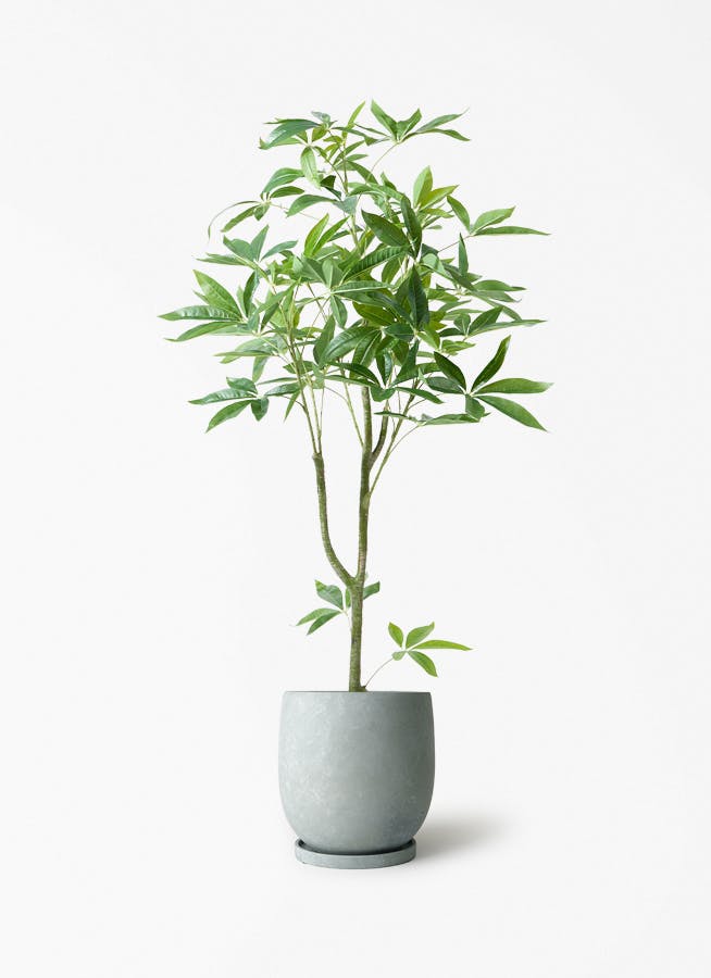 観葉植物【フェイクグリーン】パキラ 120cm アイルエッグ ライトブルー