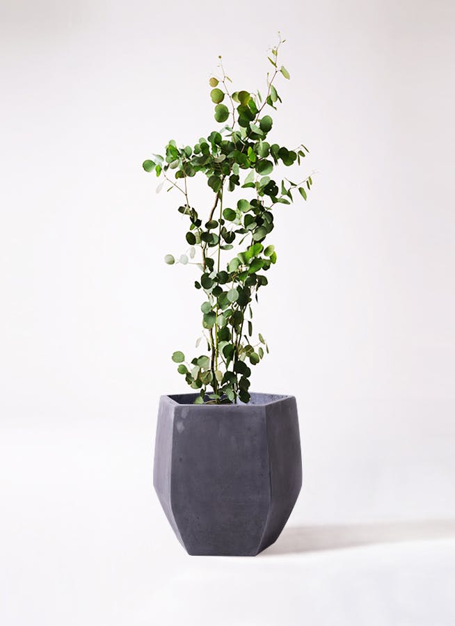 観葉植物 ユーカリ 8号 ポポラス（ポリアンセモス） ファイバークレイ Gray 付き | 観葉植物ならHitoHana(ひとはな)