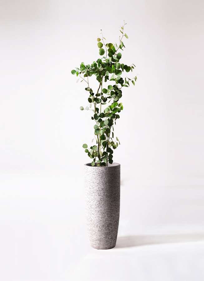 観葉植物 ユーカリ 8号 ポポラス（ポリアンセモス） エコストーントールタイプ Gray 付き