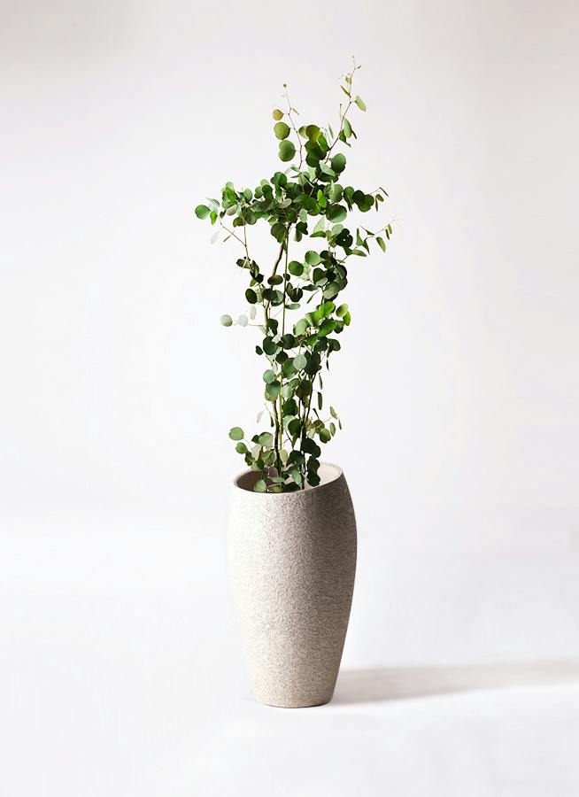 ユーカリ | 観葉植物の通販ならHitoHana（ひとはな）