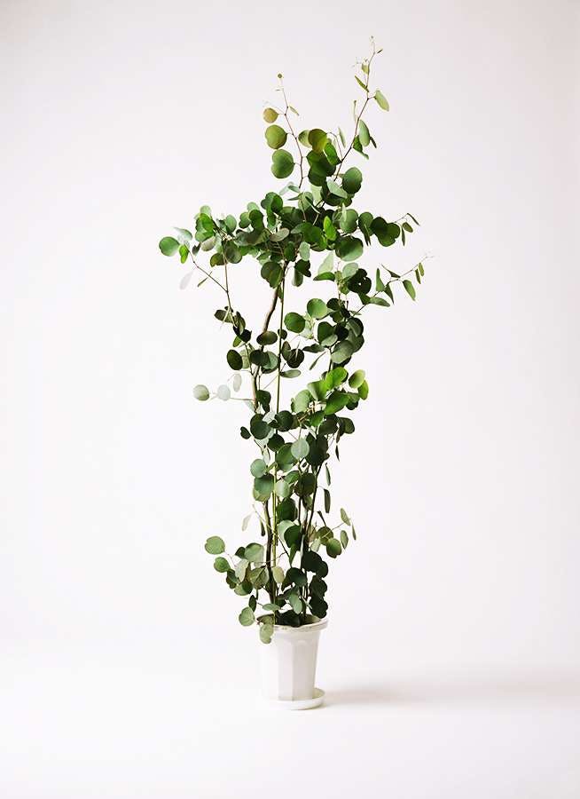 観葉植物 ユーカリ 8号 ポポラス（ポリアンセモス） プラスチック鉢