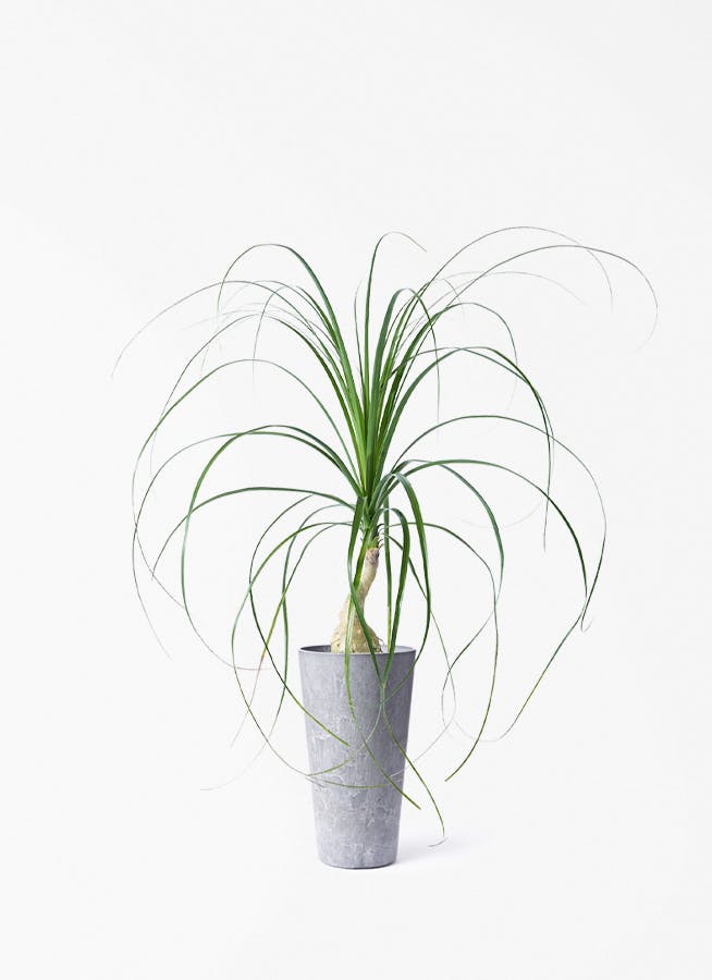 トックリラン　盆栽風　観葉植物 トックリラン | 観葉植物通販HitoHana(ひとはな)