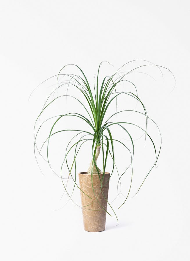 トックリラン | 観葉植物通販HitoHana(ひとはな)