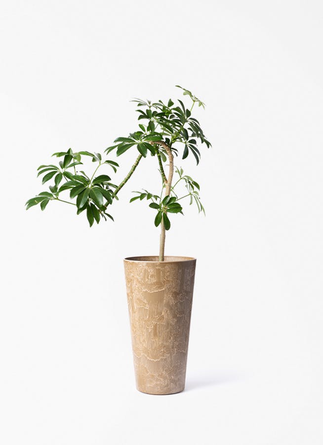シェフレラ コンパクタ | 観葉植物ならHitohana（ひとはな）