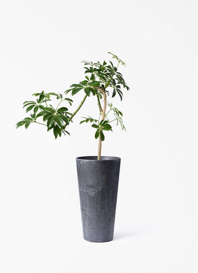 シェフレラ コンパクタ | 観葉植物ならHitohana（ひとはな）