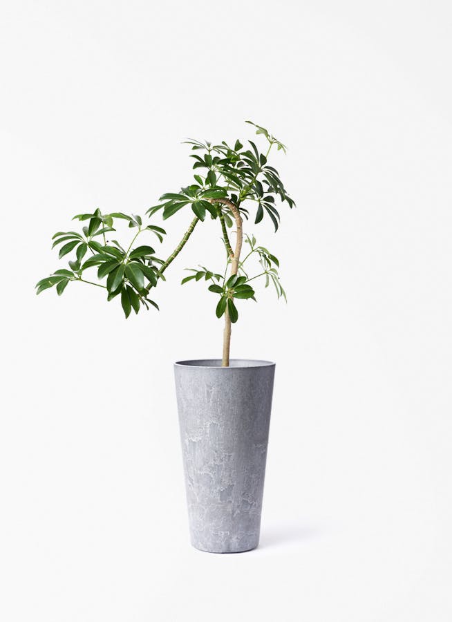 シェフレラ コンパクタ | 観葉植物ならHitohana（ひとはな）