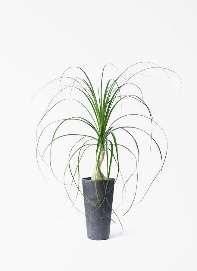 観葉植物 トックリラン 3.5号 ロング アートストーン トールラウンド