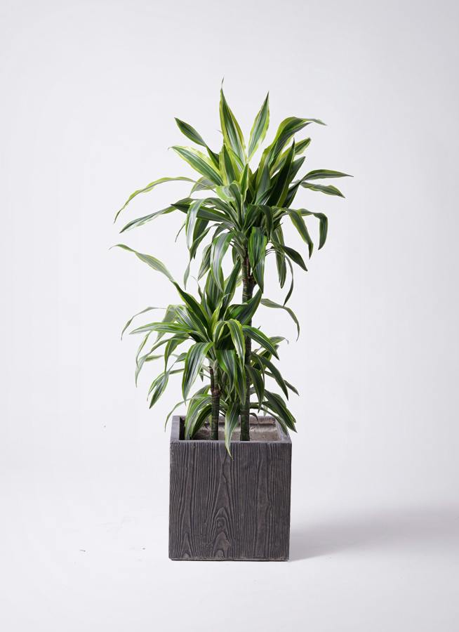 ドラセナ ワーネッキー レモンライム 8号 | 観葉植物 | インテリアや