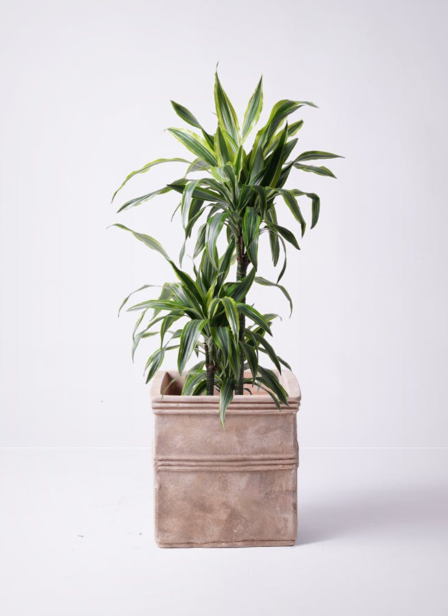 ドラセナ ワーネッキー レモンライム | 観葉植物 | インテリアやギフト