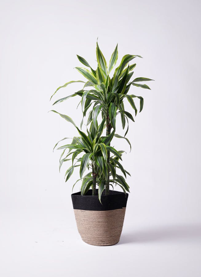 観葉植物 ドラセナ コンシンネ レインボー 8号 ストレート リブ