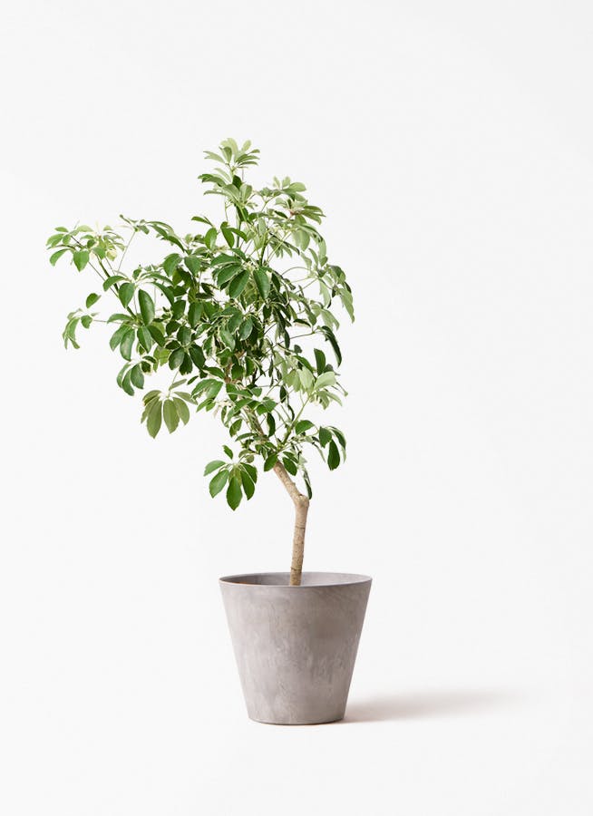 観葉植物 シェフレラ（カポック） 8号 斑入り 朴 プラスチック鉢