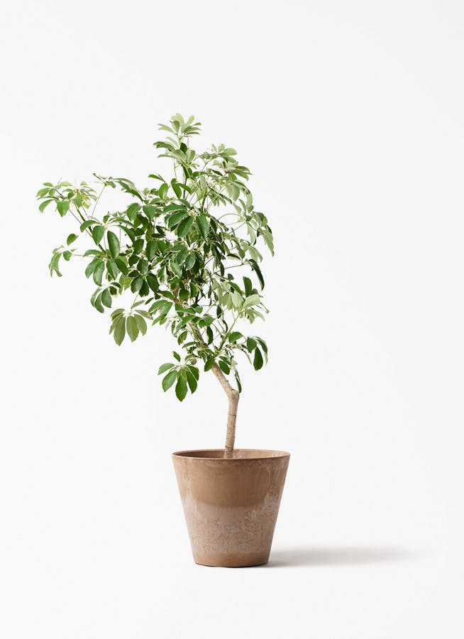 観葉植物 オリーブの木 8号 カヨンヌ アートストーン ラウンド