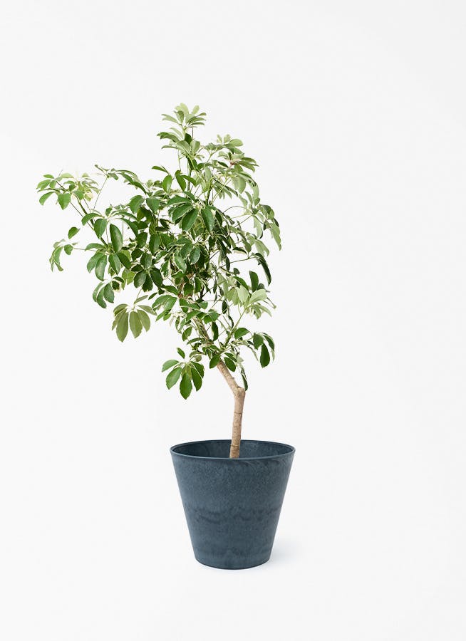 観葉植物 フィロデンドロン 8号 セローム ヒトデカズラ 根あがり