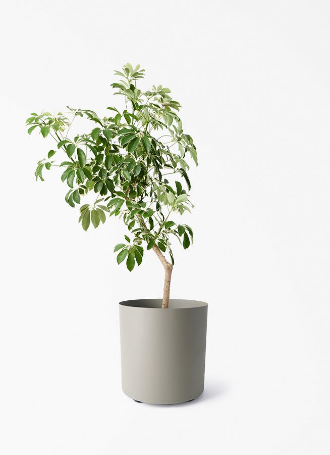 観葉植物 グリーンアラレア 8号 曲り フェルム シリンダー オリーブ
