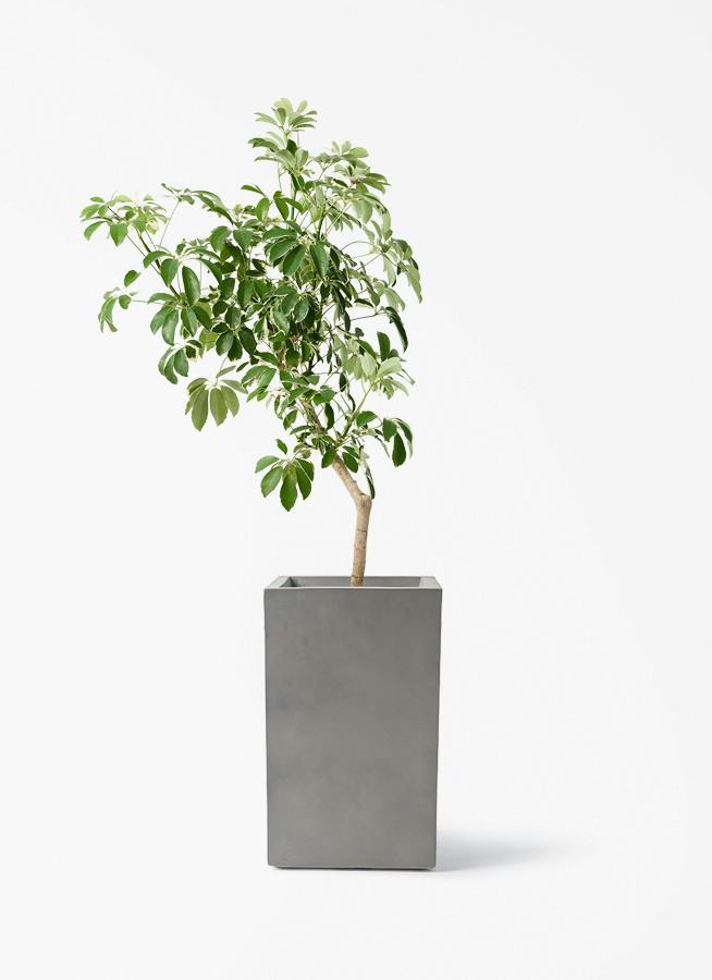 シェフレラ 大型 | 観葉植物通販HitoHana(ひとはな)