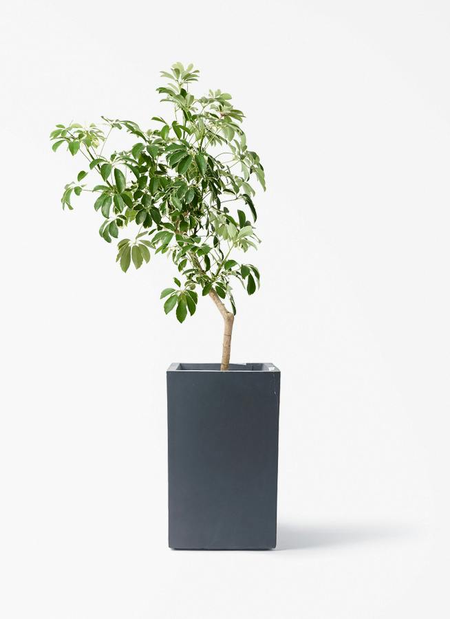 観葉植物 シュロチク（棕櫚竹） 8号 ミロスロング 墨 付き | 観葉植物