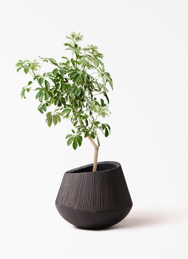 観葉植物 トックリラン ポニーテール 8号 エディラウンド 黒 付き